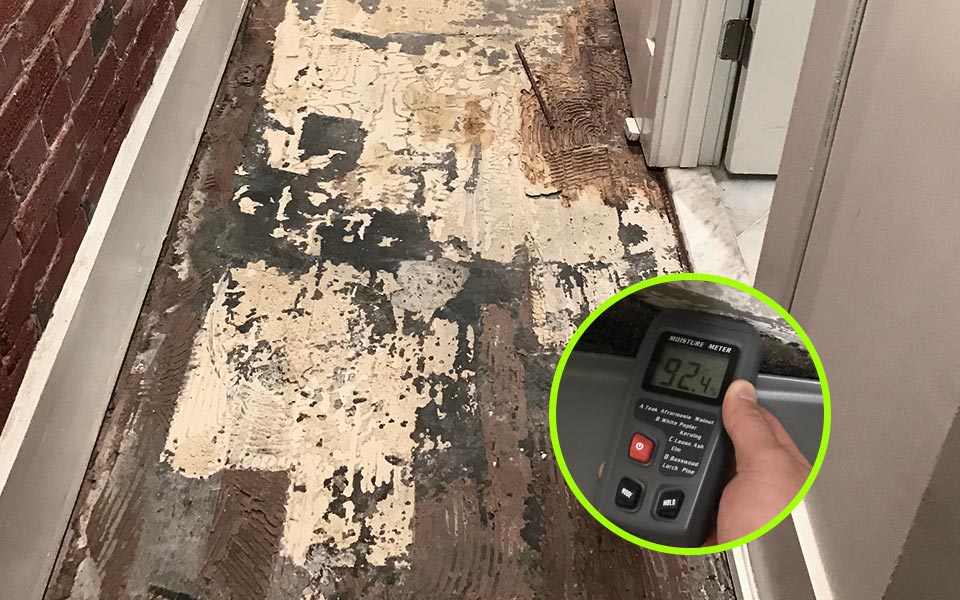 Mold Remediation Services